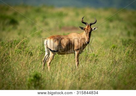 Coke Hartebeest Stands On Savannah Watching Camera