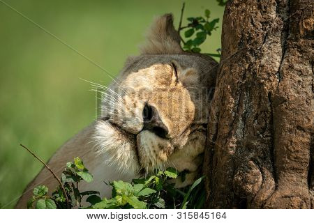 Close-up Of Lioness Resting Head On Tree