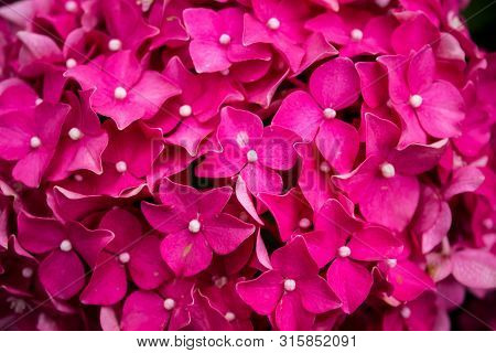 Hydrangea Blossom On A Sunny Day. Flowering Hydrangea Plant. Blooming Flowers In The Summer Garden. 