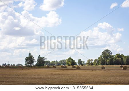 Bales Of Mowed Hay In The Field