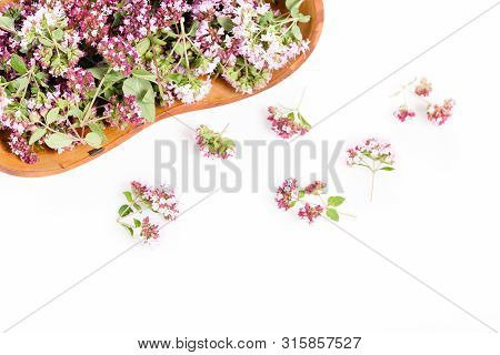 Purple Flowers Of Origanum Vulgare Or Common Oregano, Wild Marjoram.