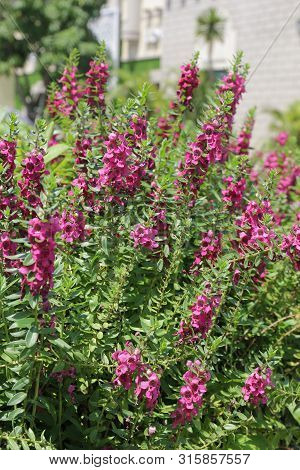 Beautiful Dark Pink Snapdragon Flowers In The Garden