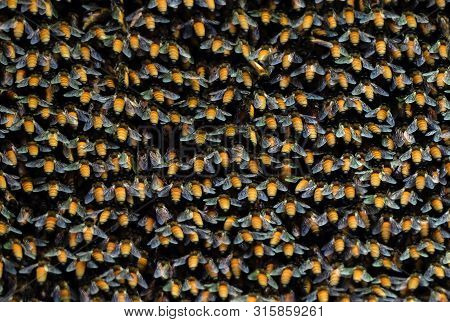 Closeup Huge Beehive Of Giant Honey Bees On A Branch, Selective Focus