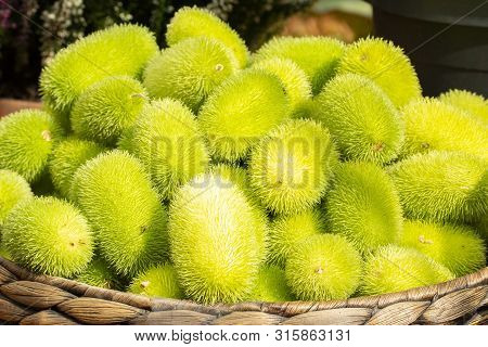 Cucumis Dipsaceus. Green Bright Ripe Fruits Of Wild Cucumber. Vegetable Hedgehog African Wild Cucumb