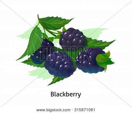 Ripe Berries Bunch Blackberry With Stem And Leaf.