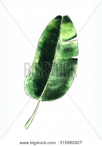 Banan Leaf On White Background. Hand Draw Illustration