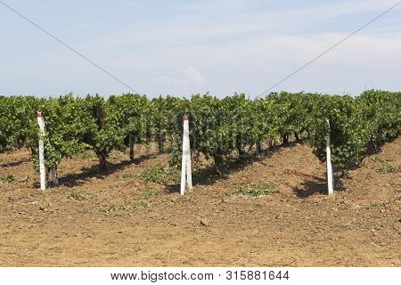 Vineyard Near The Village Of Sennoy In The Temryuk District Of The Krasnodar Region, Russia