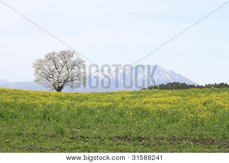 Mt.Iwate i kwiat wiśni