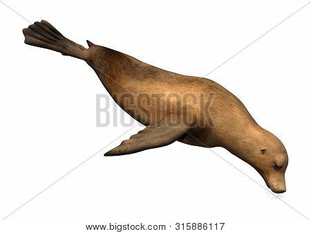 3D Rendering Harbor Seal On White