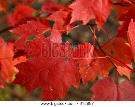 Feuilles d'érable