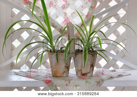 Chlorophytum In Flowerpots On White Wooden Shelf. Flowerpots With Ornamental Plants. Comosum Housepl
