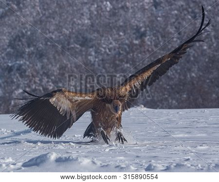 Majestic Griffon Vultures (gyps Fulvus)  Landing In Snow.