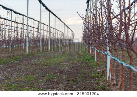 Rows Of Young Golden Delicious Apple Trees In March Selective Focus, Serbia