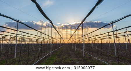 Sunset Over The Apple Orchard In Early Spring
