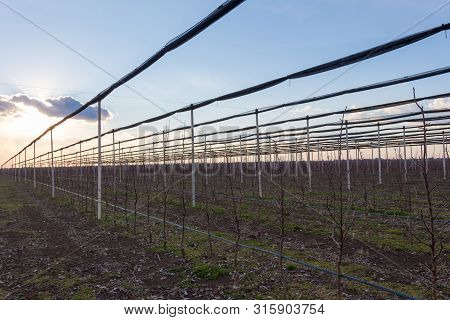 Four Years Old Golden Delicious Trees At The Apple Orchard Near Novi Sad, Serbia