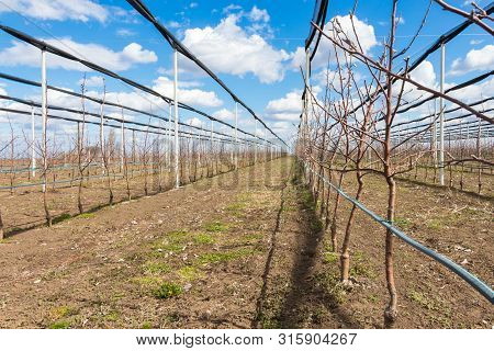 Apple Orchard In Early Spring Whit Dynamic Sky