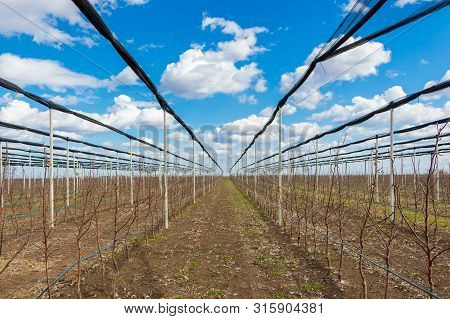 Apple Orchard In Early Spring Near Novi Sad, Serbia