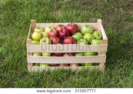 Golden Delicious, Gala And Granny Smith Apples In A Farmers Market Crate, Serbia