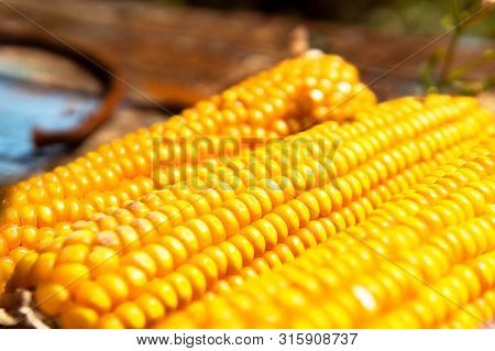 Fresh Corn Closeup. Agricultural Products. Bio Products