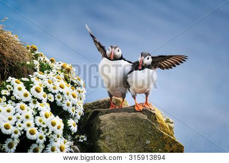 Puffins In Iceland. Seabirds On Sheer Cliffs. Birds On The Westfjord In Iceland. Composition With Wi