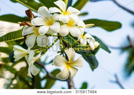 Tropical Flower Frangipani Plumeria, Leelawadee Grows On A Tree.
