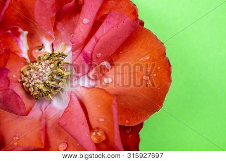 Rose Flower. Flower In Garden At Sunny Summer Or Spring Day. Flower For Postcard Beauty Decoration A