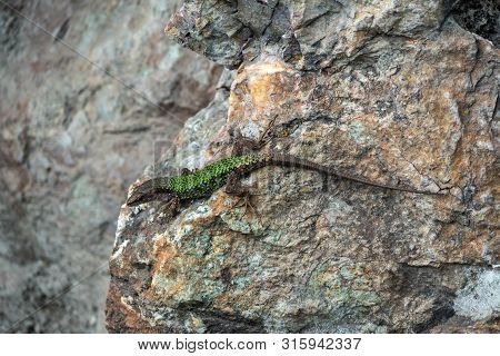 Green Lizard Crawling On A Stone Cliff. The European Green Lizard Lacerta Viridis Is A Large Lizard 