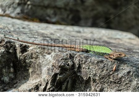 Green Lizard Crawling On A Stone Cliff. The European Green Lizard Lacerta Viridis Is A Large Lizard 