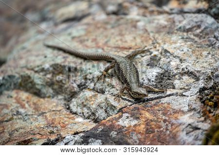 Green Lizard Crawling On A Stone Cliff. The European Green Lizard Lacerta Viridis Is A Large Lizard 