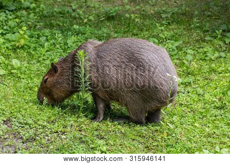 Capybaras - Hydrochaeris Hydrochaeris - The Largest Living Rodent In The World.