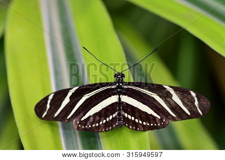 Close Up Of A Zebra Longwing Butterfly (heliconius Charithonia)