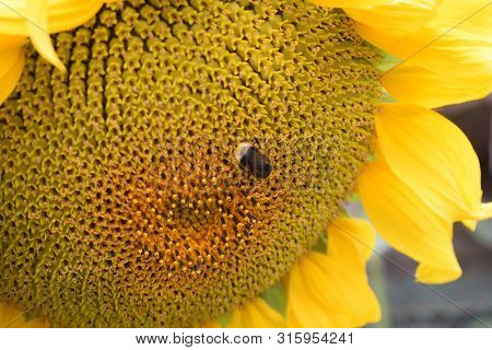Bumblebee Collects Pollen From A Yellow Sunflower