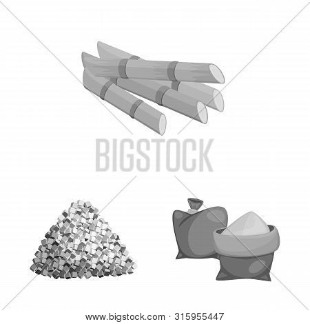 Isolated Object Of Sugarcane And Cane Sign. Set Of Sugarcane And Field Stock Vector Illustration.