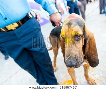 KATHMANDU, NEPAL - NOVEMBER 6, 2018: Nepal police celebrates Kukur Tihar (dog festival) at Central Police Dog Training School.