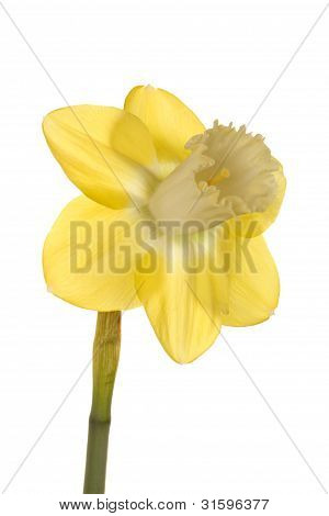 Einzelne Blume von eine Narzisse Zuchtform vor einem weißen Hintergrund