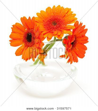 Trois fleurs de Gerbara avec des gouttes d'eau