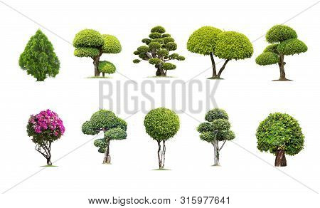 Tako Trees Bending. Isolated Tree On White Background , The Collection Of Trees.tree Database Botani