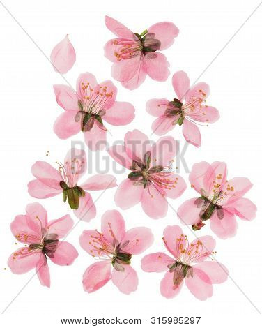 Pressed And Dried Almond Steppe Or Prunus Tenella Flowers. Isolated On White Background. For Use In 