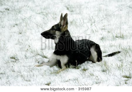 Pastor alemão na neve