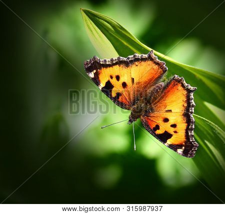 California Tortoiseshell Butterfly, Nymphalis Californica, On A Leaf