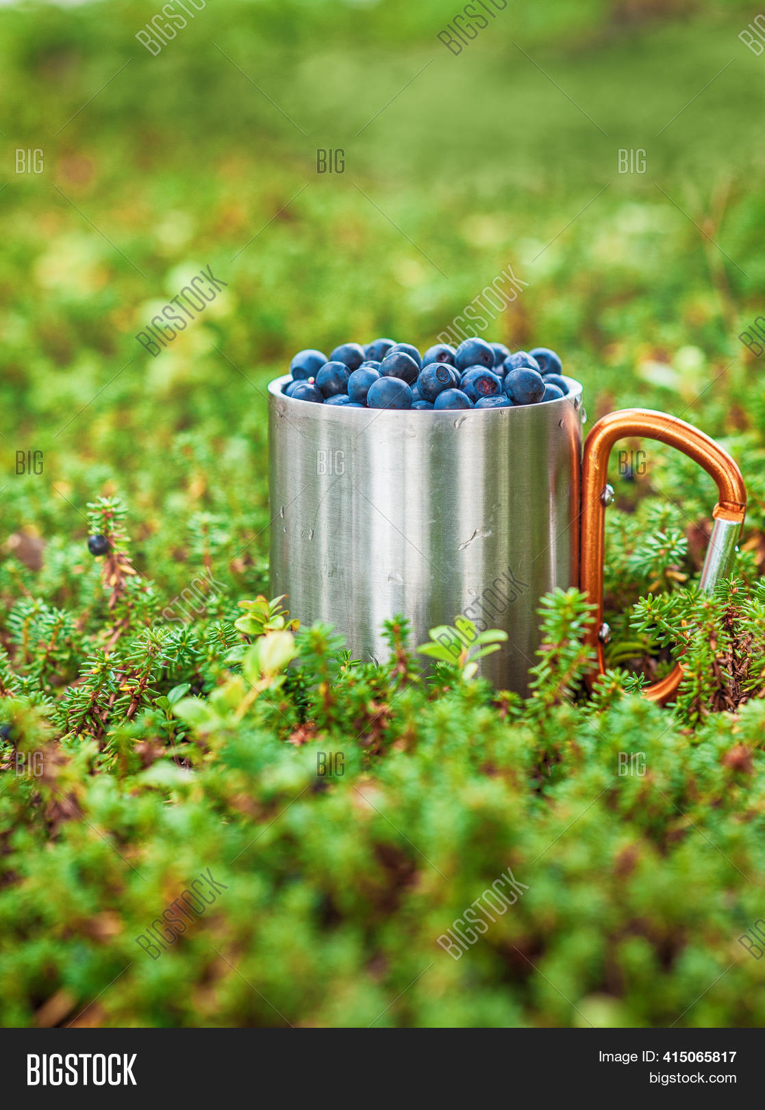 Fresh Blueberries Iron Image & Photo (Free Trial) Bigstock