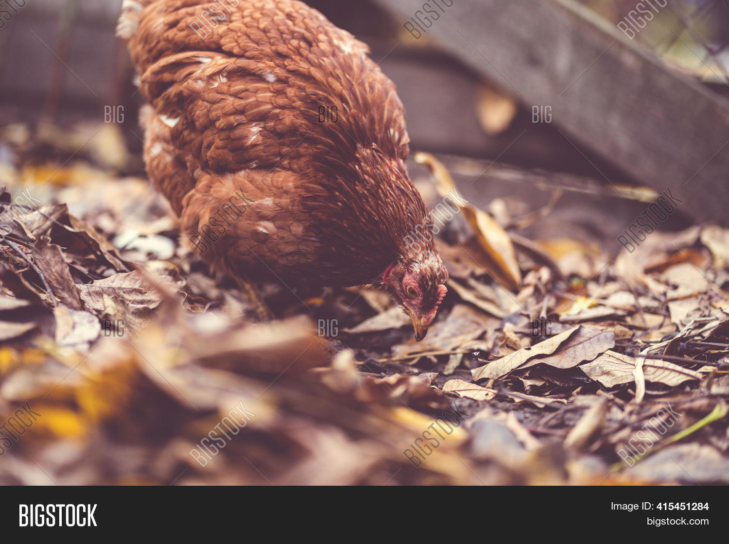 Chicken On Fallen Image & Photo (Free Trial) | Bigstock