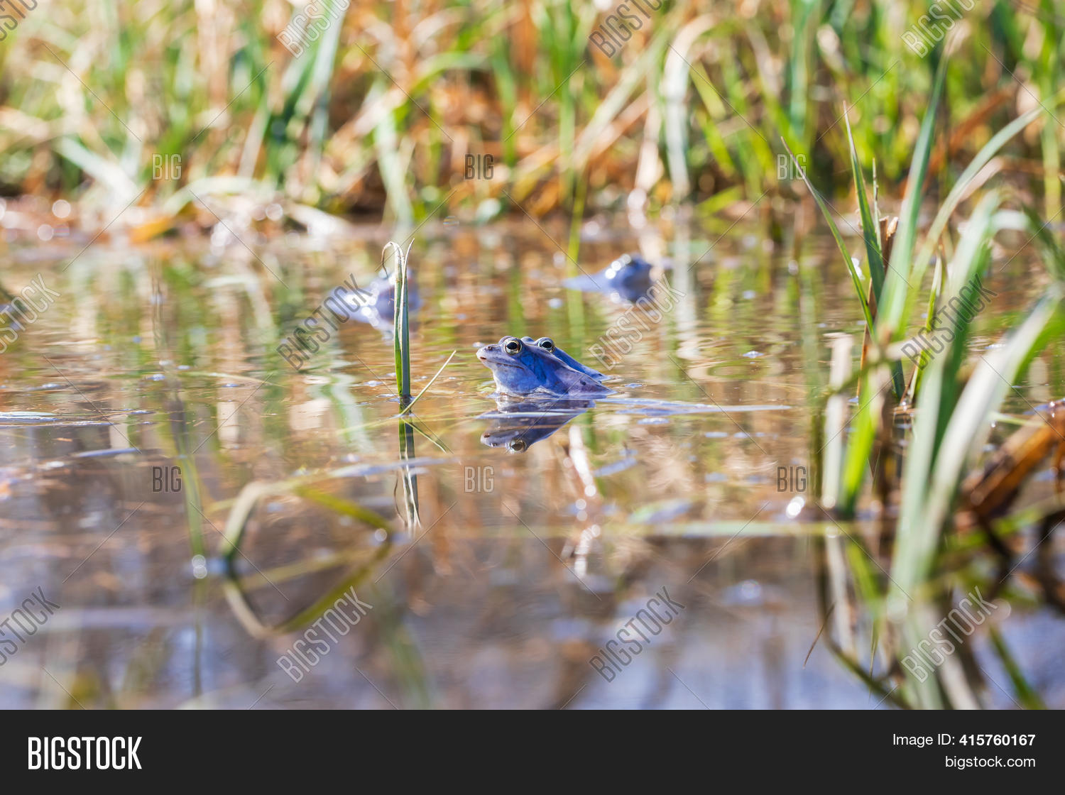 Blue Frog - Rana Image & Photo (Free Trial) | Bigstock