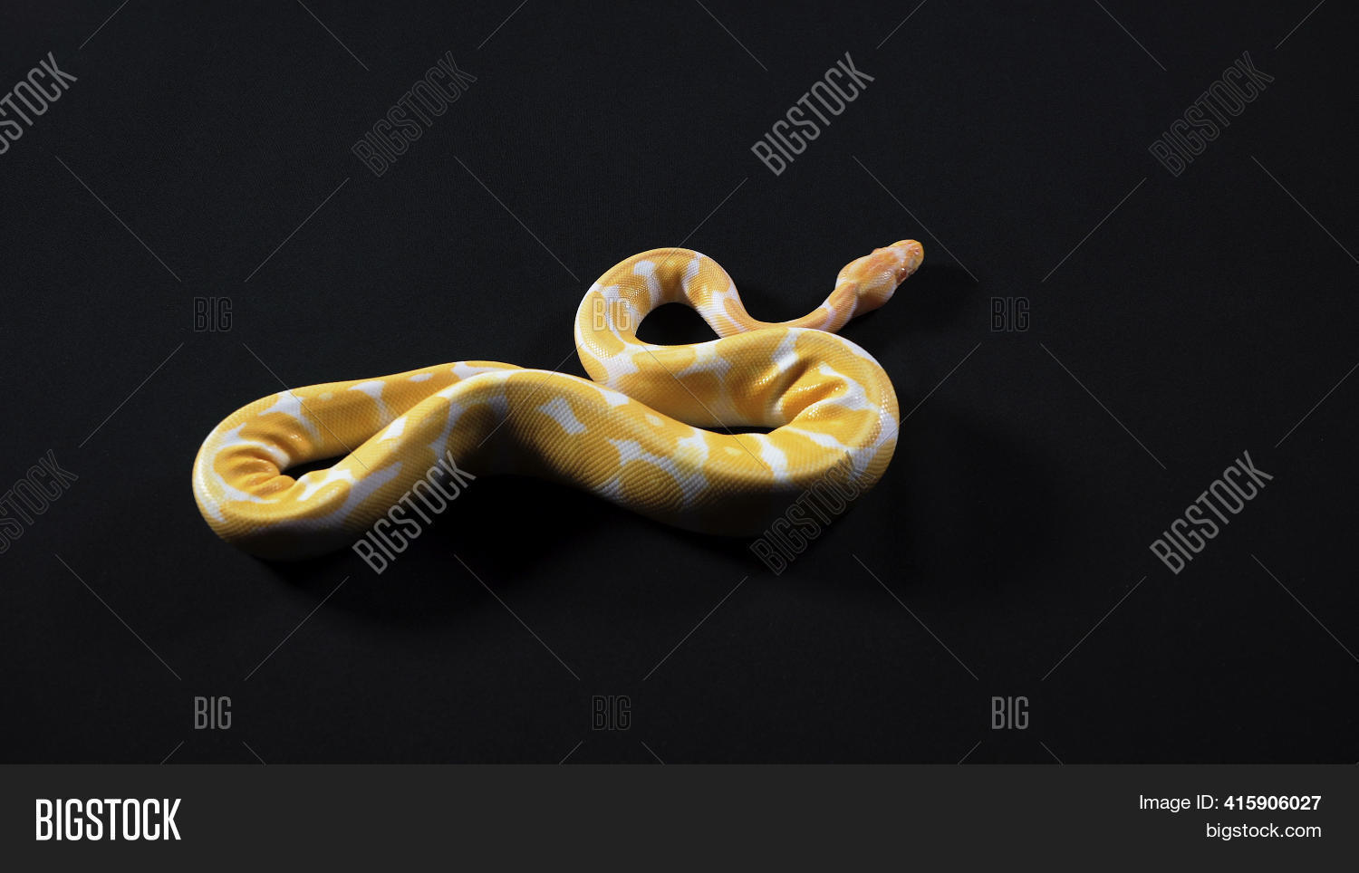 Albino Yellow Python Image & Photo (Free Trial) | Bigstock