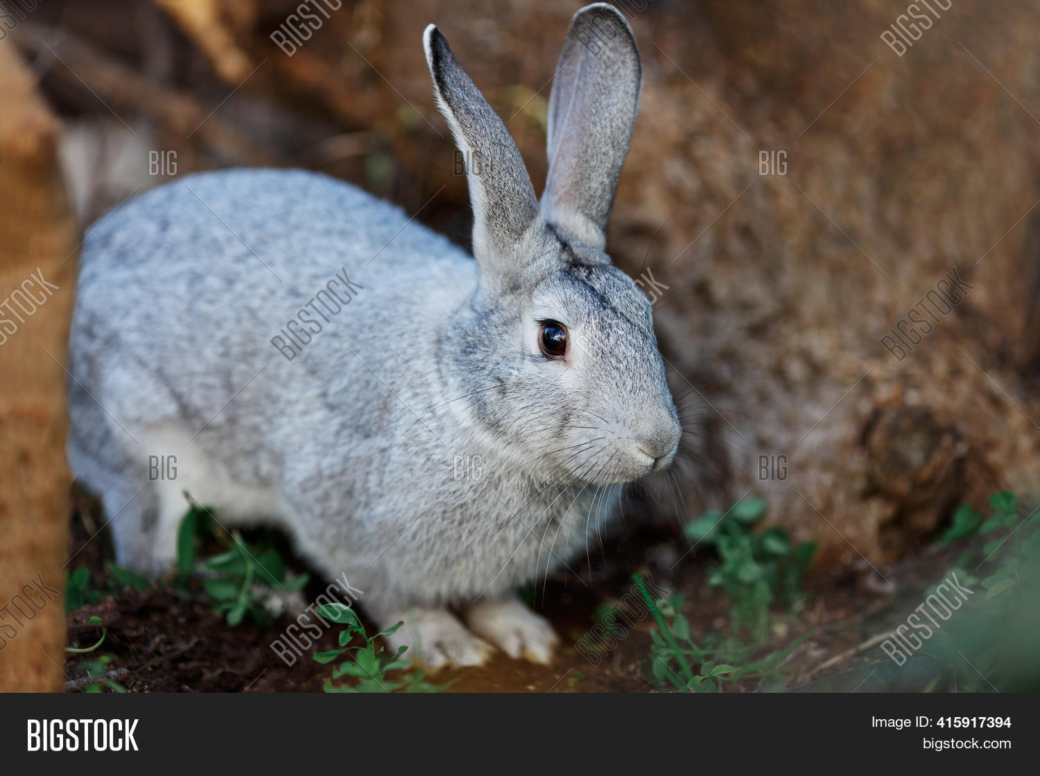 Wild, Grey Young Image & Photo (Free Trial) Bigstock