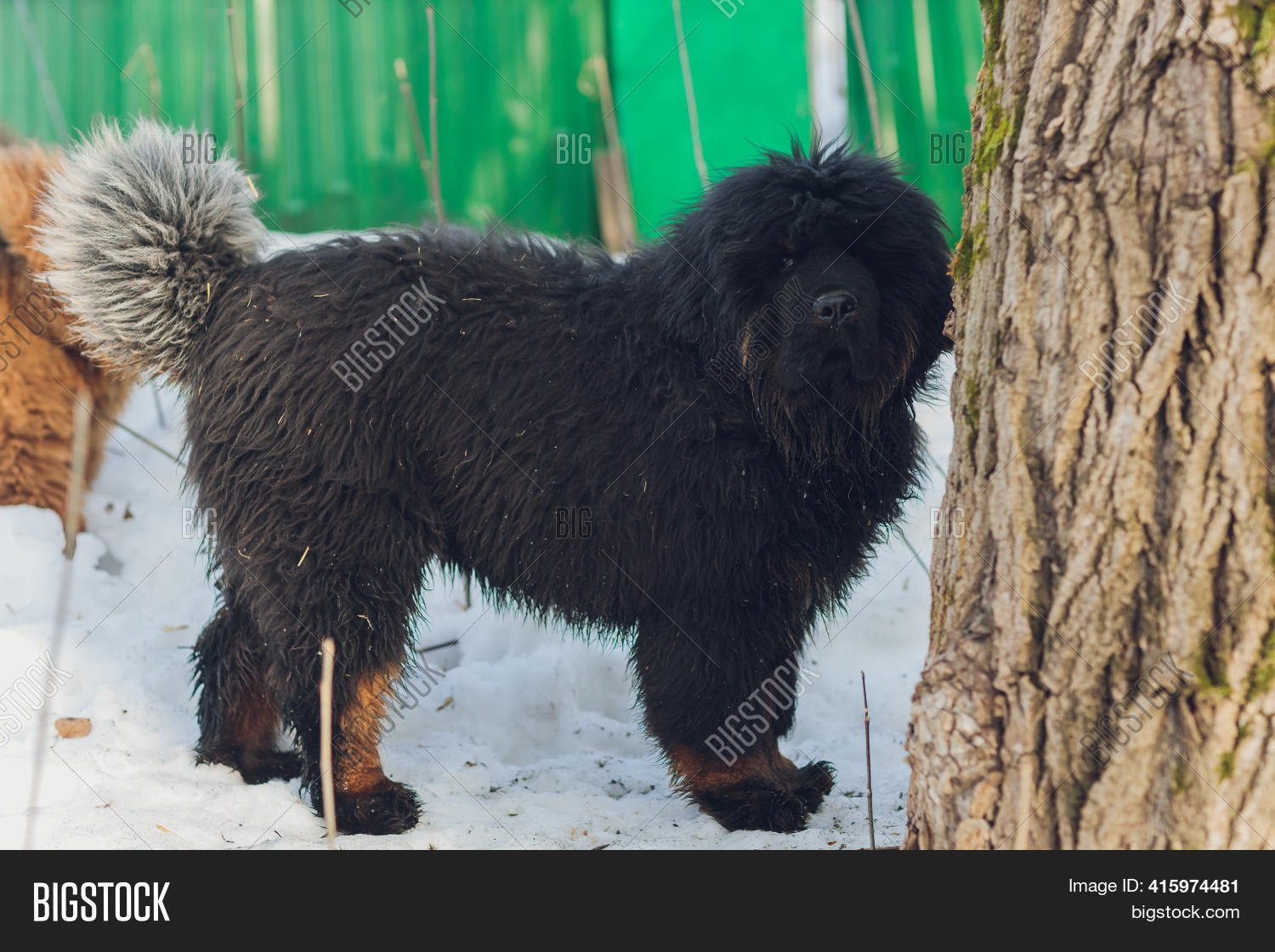 Can Tibetan Mastiffs Swim