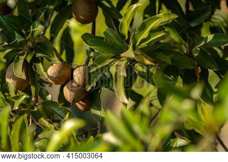 Close Up Of Sapodilla Grow On The Sapodilla Tree In A Garden Background Sapodilla Leaves In Thailand