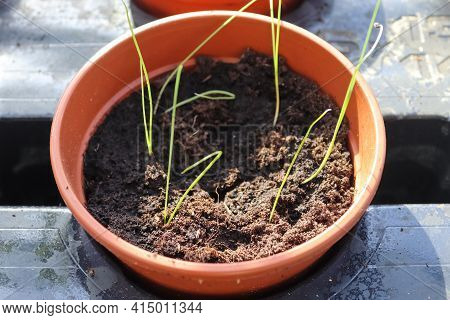 Fresh Green Seedlings Growing In Small Pots. Garedning Concept.