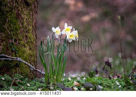 Flowers Of White Wild Daffodil Narcissus Pseudonarcissus, Amaryllidoideae, Amaryllidaceae.  Flowers 