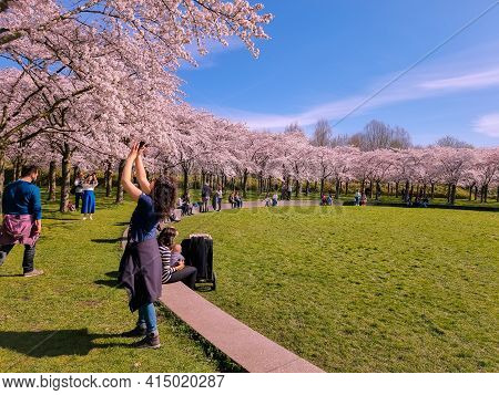 Amsterdam Netherlands April 2021, Pink Japanese Cherry Blossom Garden In Amsterdam In Full Bloom, Bl